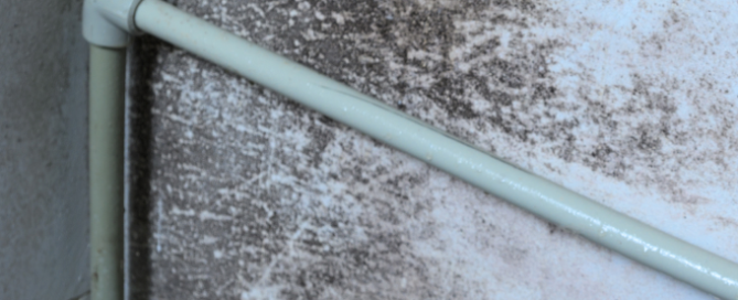 Mold Removal in Knoxville & East Tennessee — photo 4 of 4
